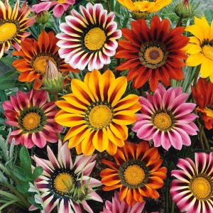 Gazania Mix (0.4g Opal), flori superbe, rezistente la soare